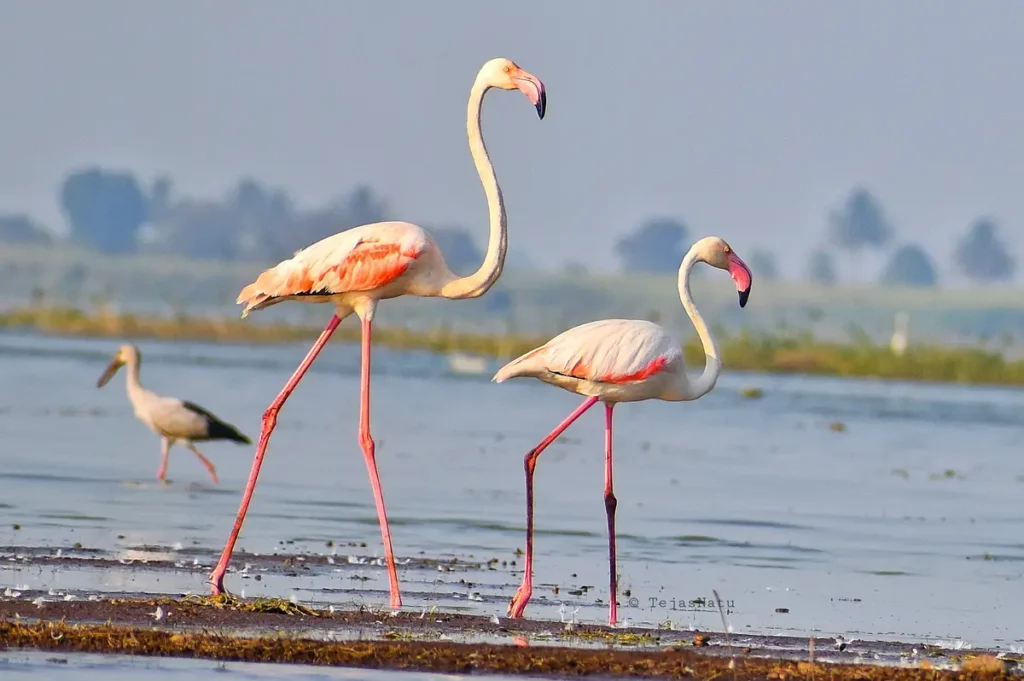 In Search of Flamingos: My Solo Trip to Bhigwan on TVS Jupiter  adventureactivity - Tripoto